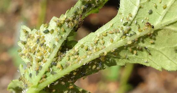 Aphids - Pests  Diseases | CANNA Gardening USA