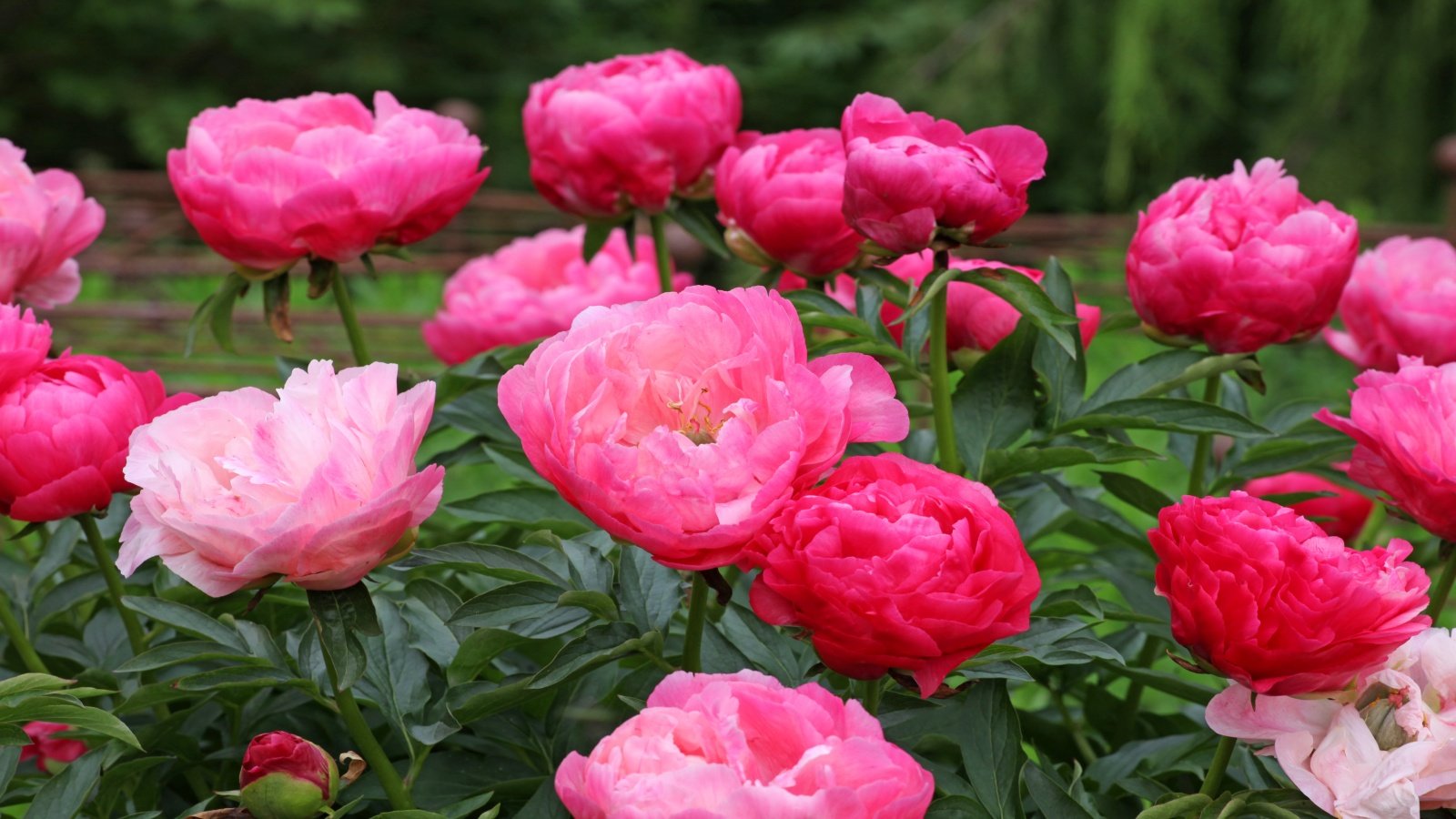 Peony pruning mistakes: 4 common errors to avoid | Homes and Gardens