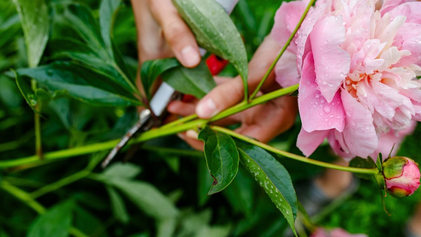 How to Prune Peonies in 7 Steps