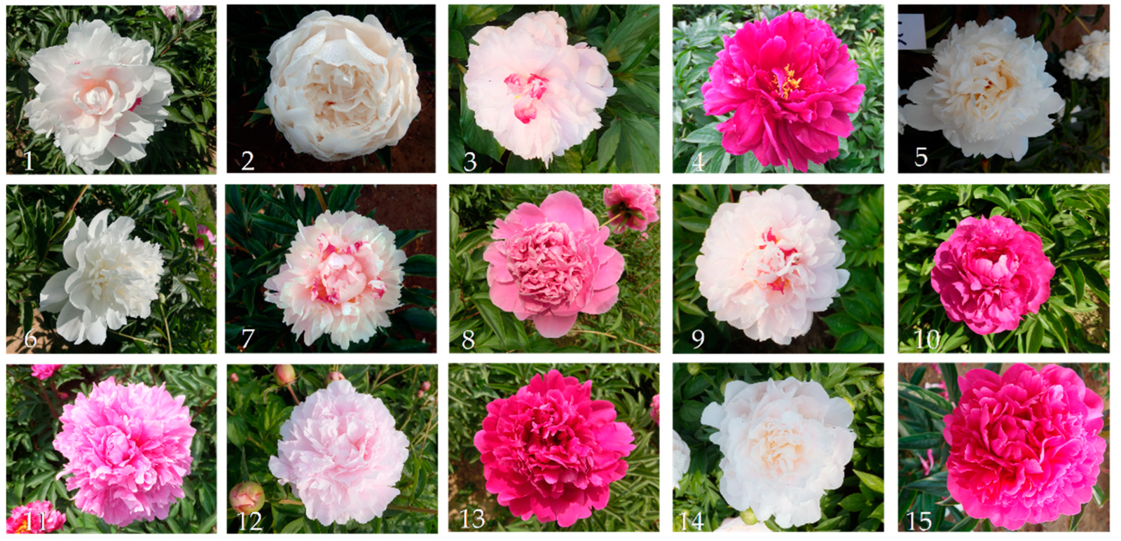 Study of 15 Varieties of Herbaceous Peony Pollen Submicroscopic Morphology  and Phylogenetic Relationships