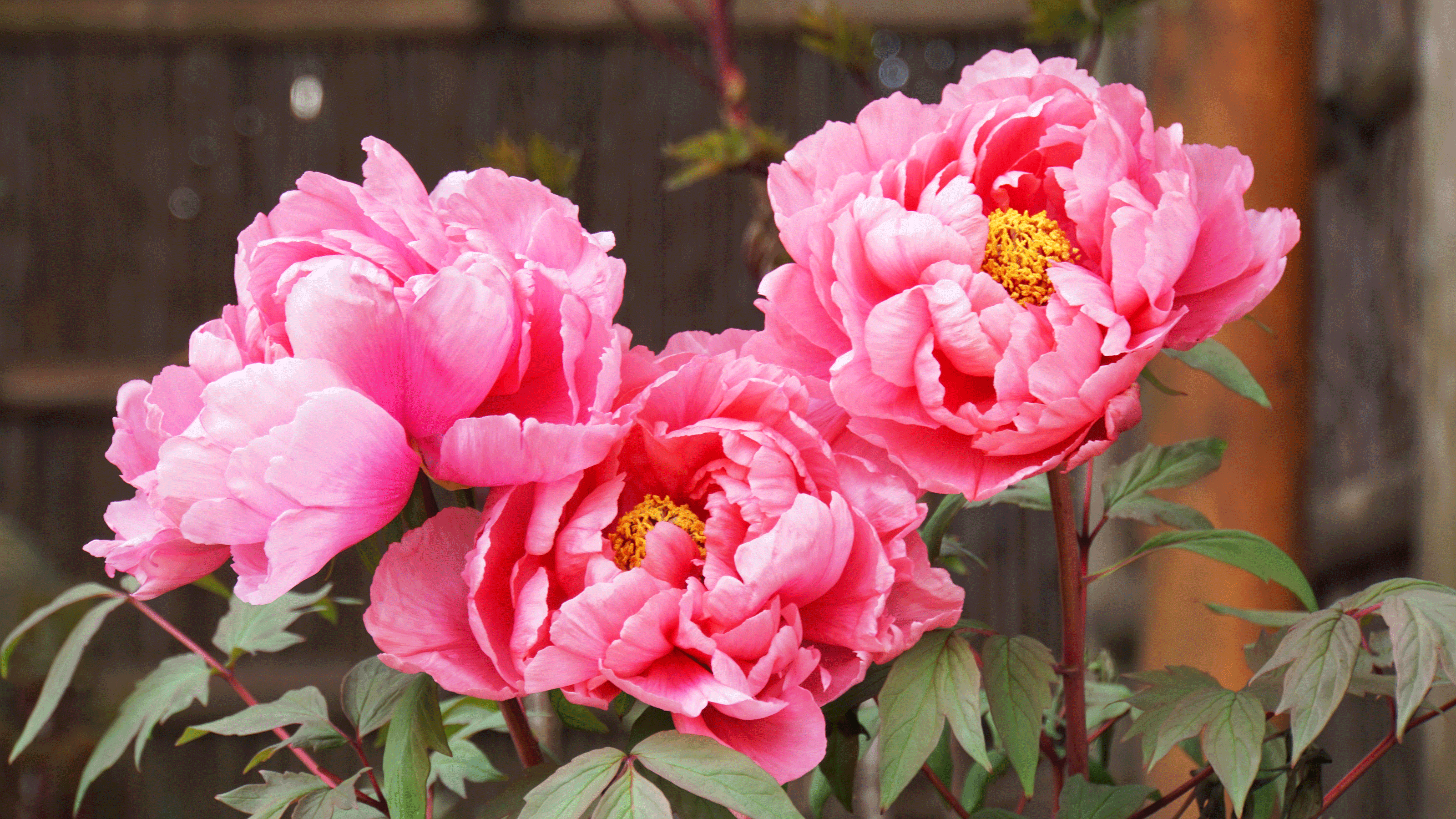 5 peony pruning mistakes to avoid if you want these romantic blooms to come  back year after year | Ideal Home