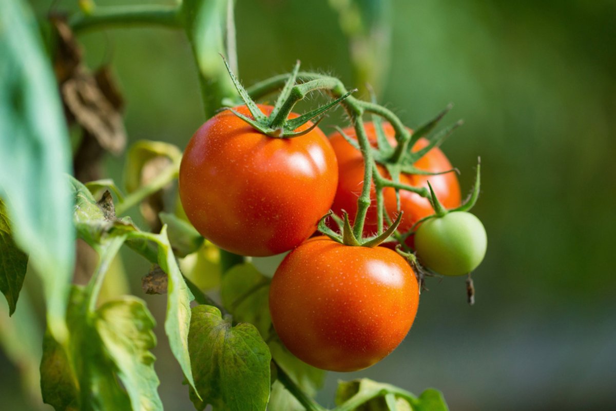 Researchers Investigate the Vegetative Growth of Tomato Through Gene  Editing- Crop Biotech Update (September 11, 2024) | Gene Editing Supplement  - ISAAA.org
