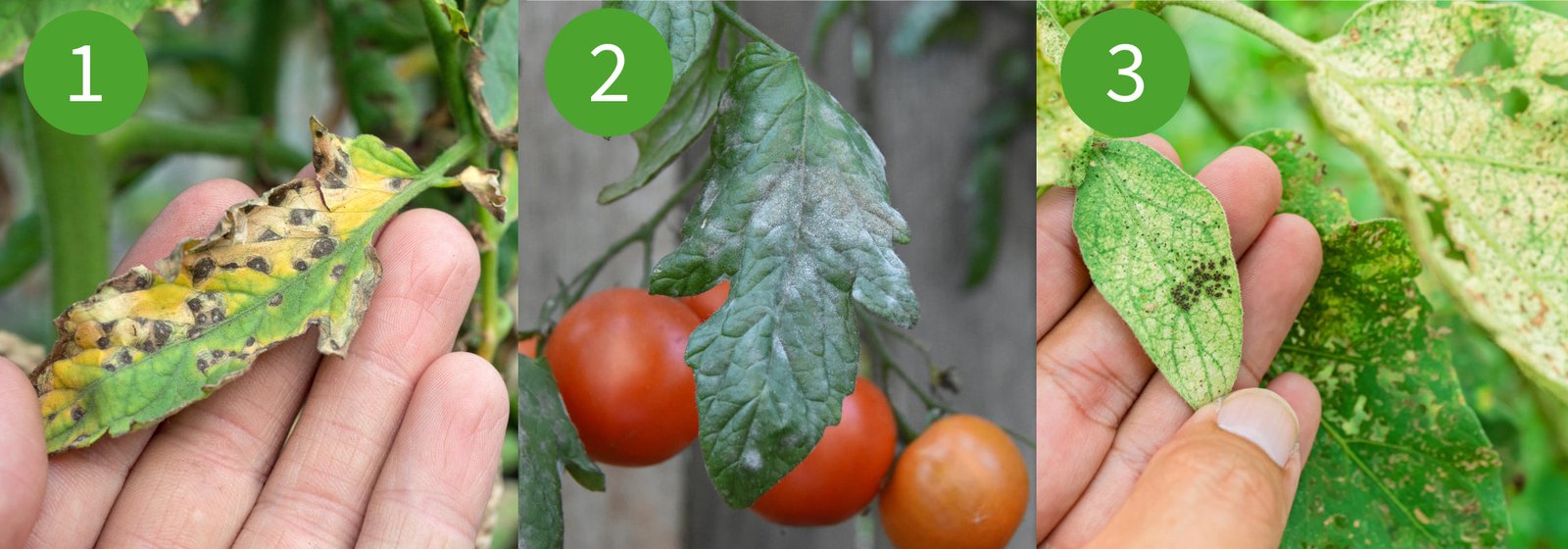 Identify and prevent diseases and insects that attack tomatoes –  Jardineries Botanix