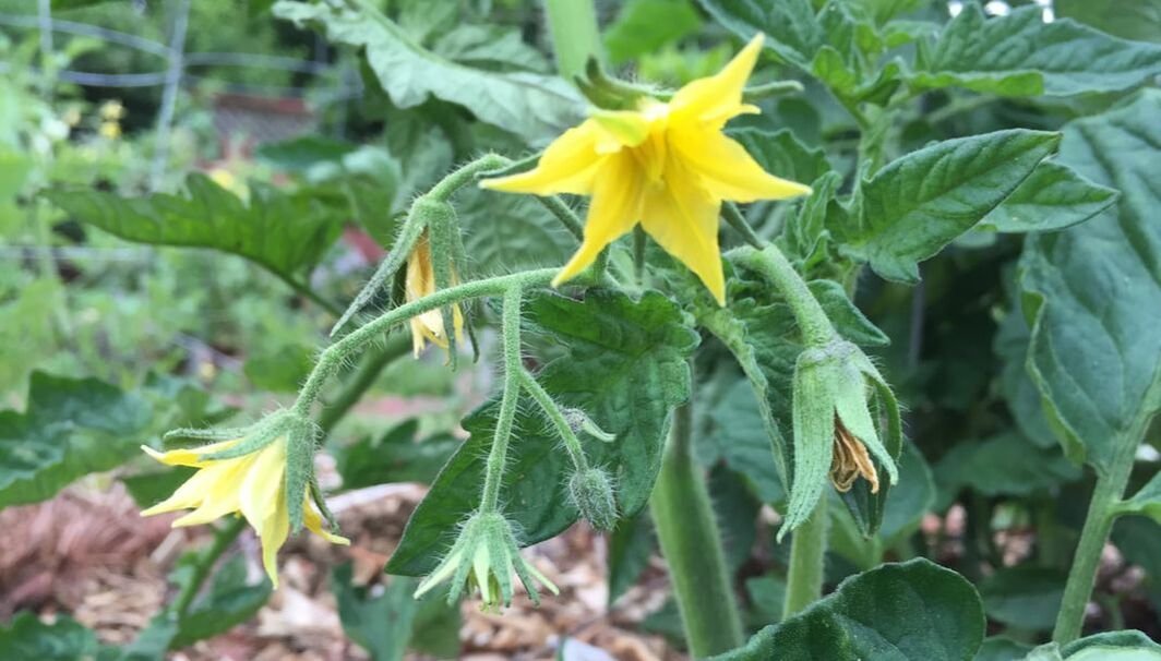 Fruit Set Failure - The Daily Garden