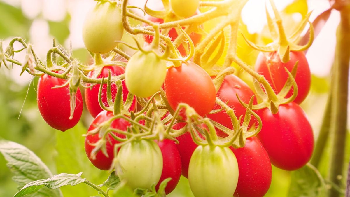 Do Tomatoes Need Protection From Excessive Heat? | Gardening Know How