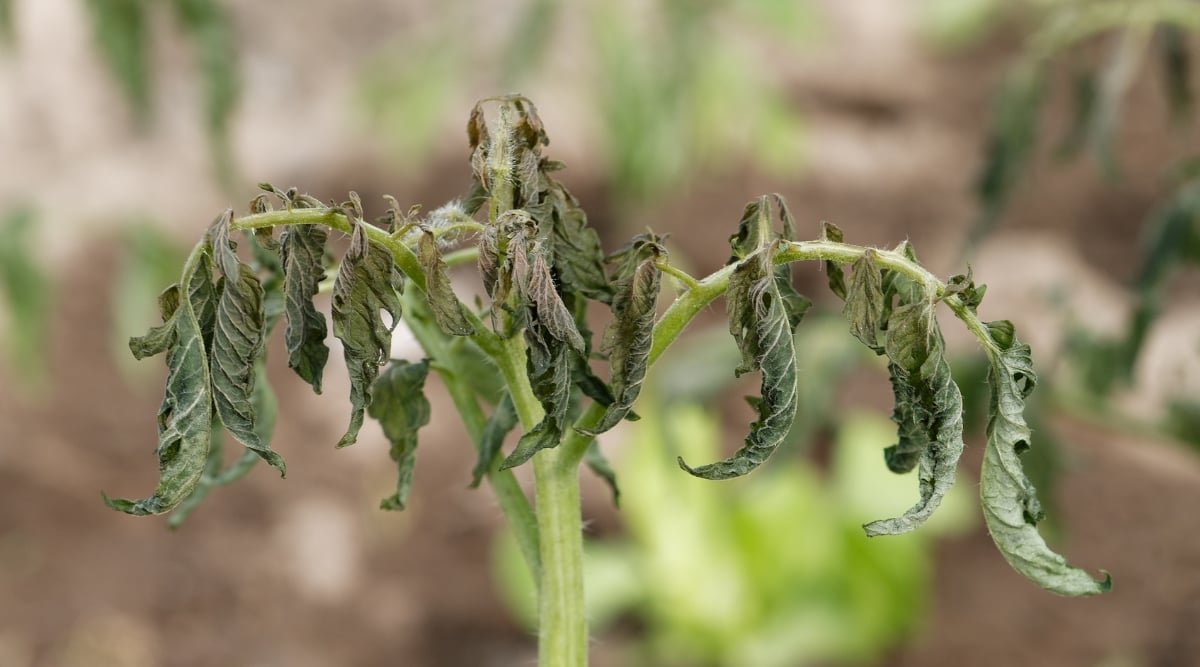 7 Signs You're Underwatering Your Tomatoes