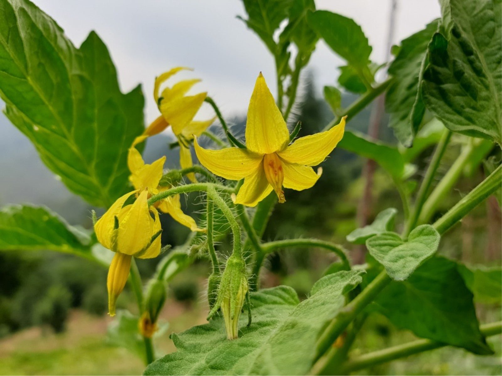 Tomato Plant Flowering But No Fruit: No Tomatoes On Plant | Gardening Know  How