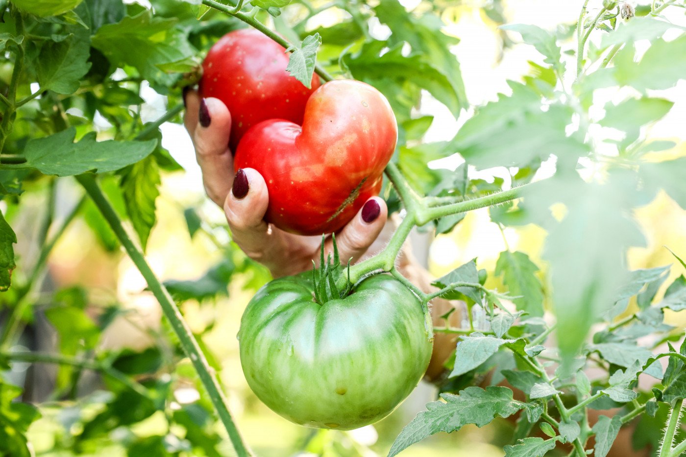 The Easiest Tomato Varieties to Grow in Your Garden • Gardenary