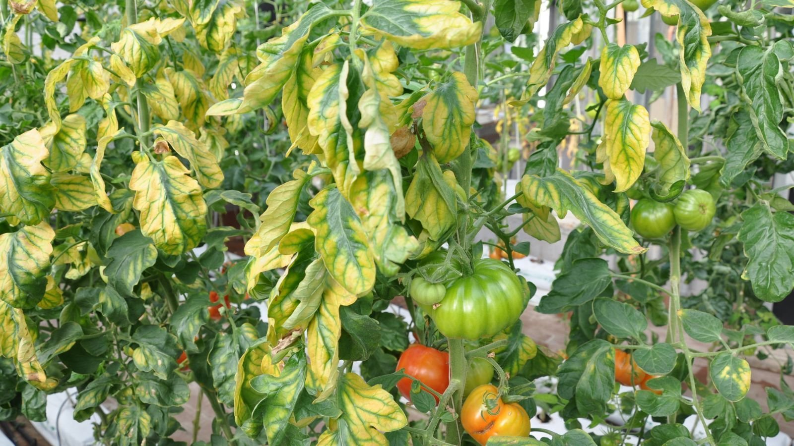 7 Signs Your Tomato Plants Have a Nutrient Deficiency