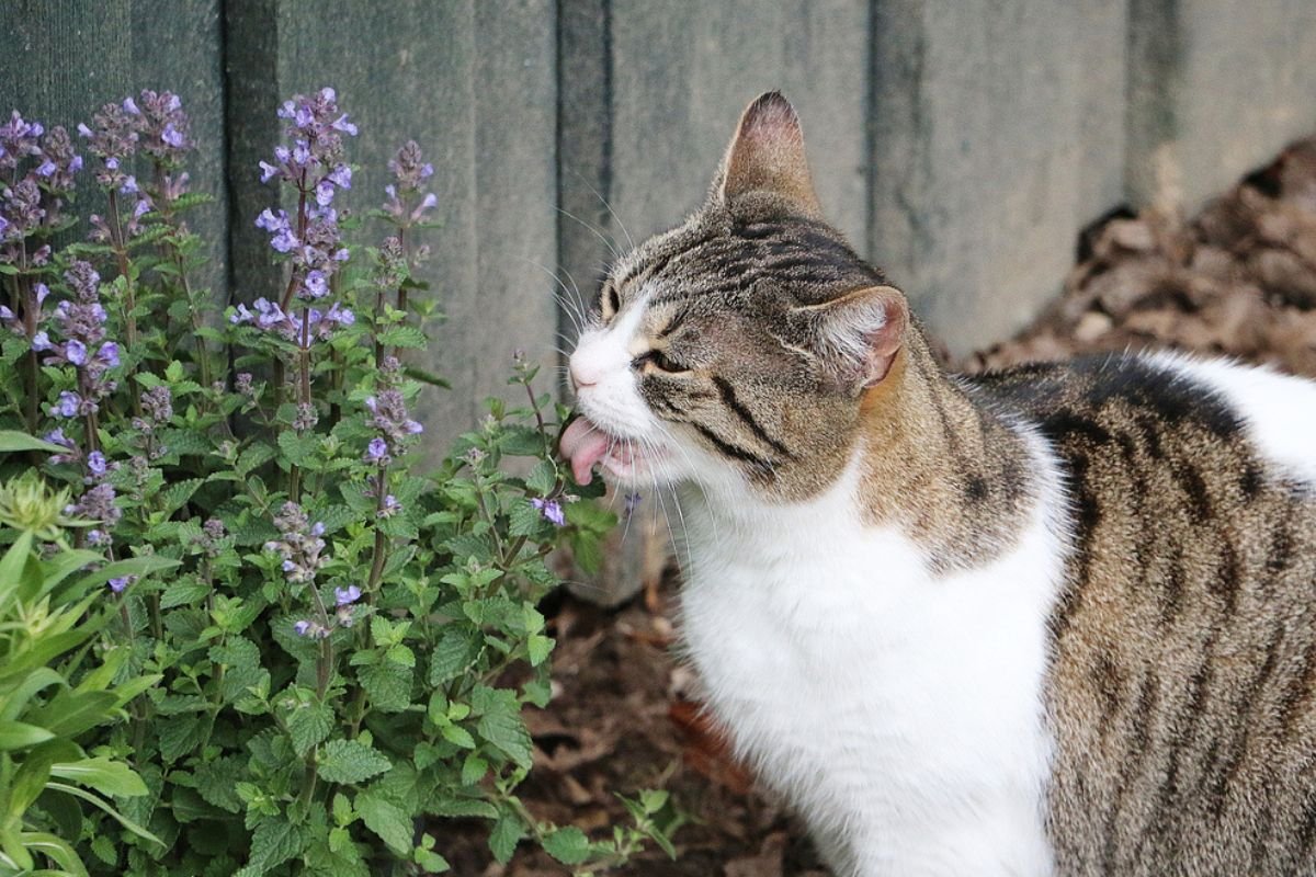 Great ideas! Wish I saw this sooner