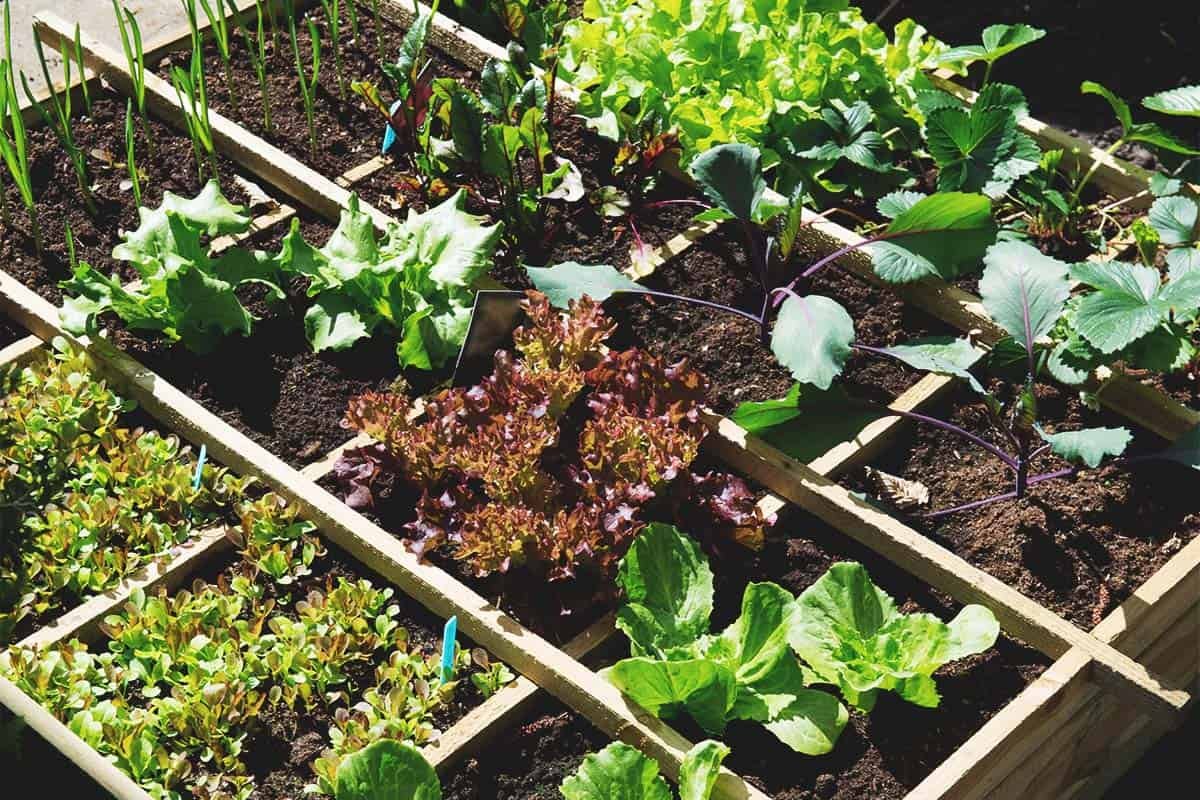 How Expert Gardeners Choose the Perfect Plants That Always Thrive (So You  Can, Too)