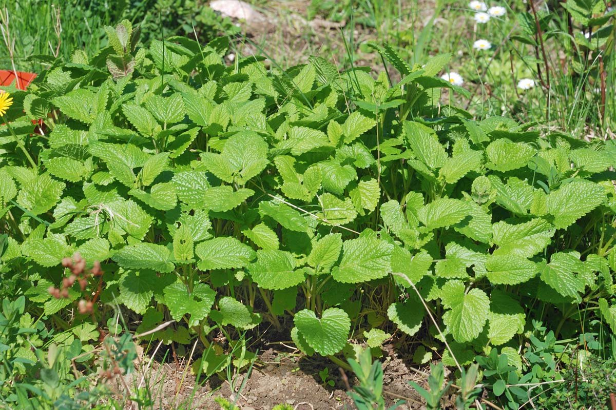 Great ideas! Wish I saw this sooner