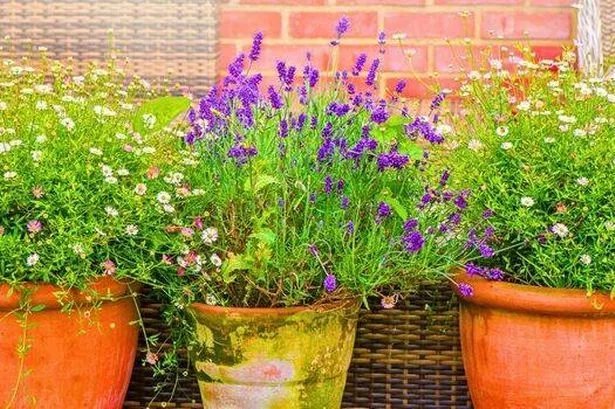 Lavender, thyme and rosemary will grow strong and healthy by adding 1 item  to soil - Daily Record