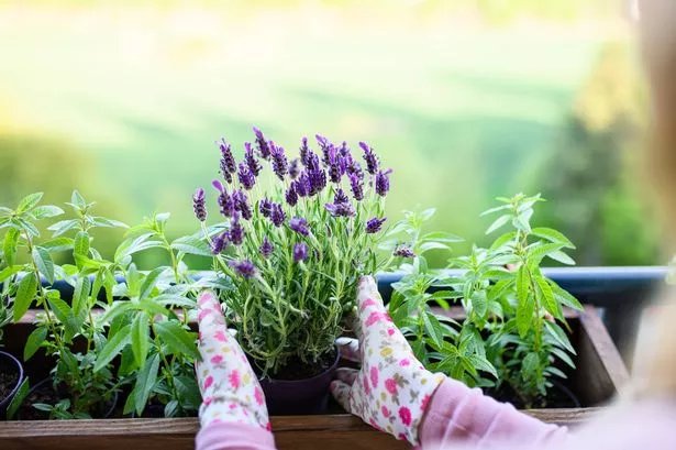Lavender plants will flower better and bloom for longer if you regularly do  1 simple task - Nottinghamshire Live