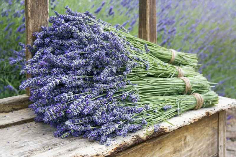 When Does Lavender Bloom? Guide to Lavender Flower Seasons