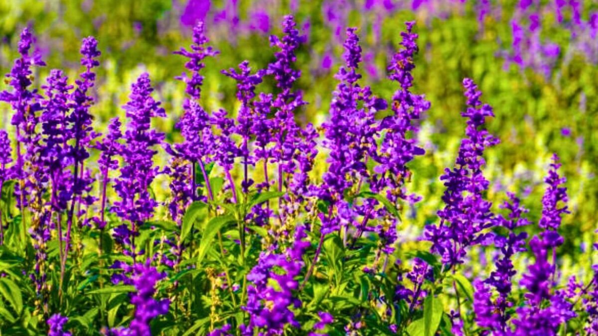 How to keep lavender flowers 'blooming all year round' with a 3-ingredient  fertiliser | Express.co.uk