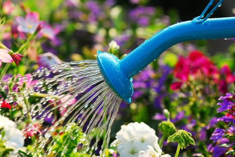 Everything You Should Know About Deep Watering