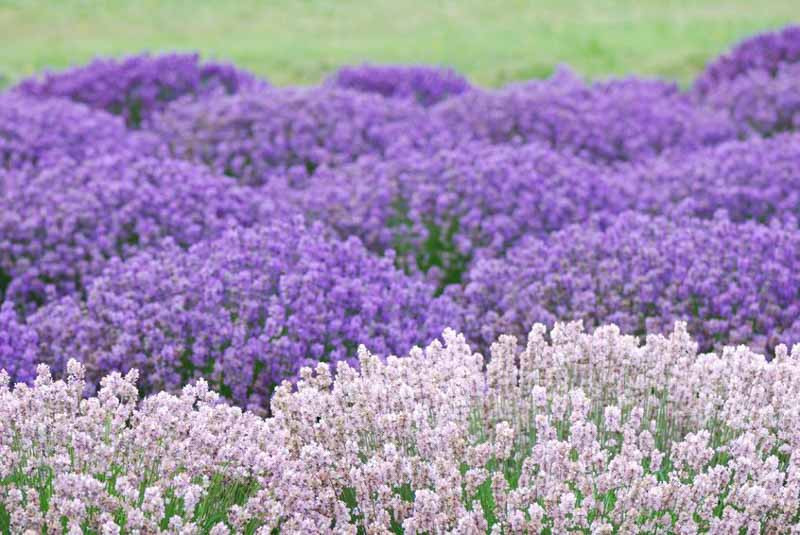 Lavender: How to Choose the Right Plant?