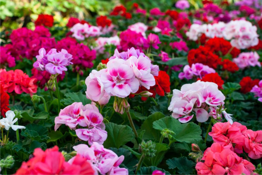 Grow a lush backyard for free. Here’s the top 20 plants you can start from simple cuttings