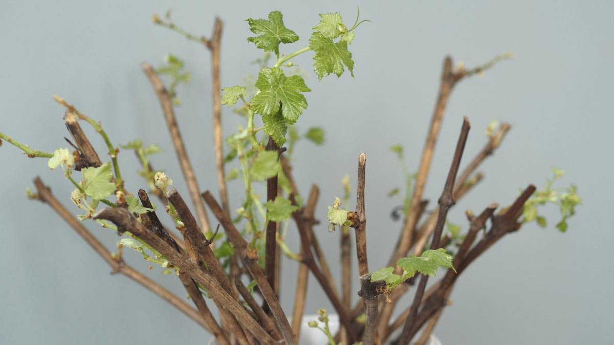 When to Take Plant Cuttings (Season By Season)