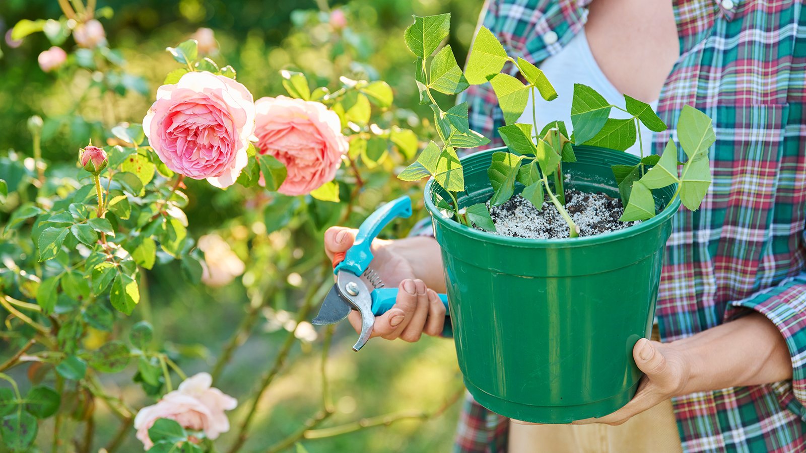 How to Propagate Roses Like A Pro: 5 Expert Methods To Try | Gardening Know  How