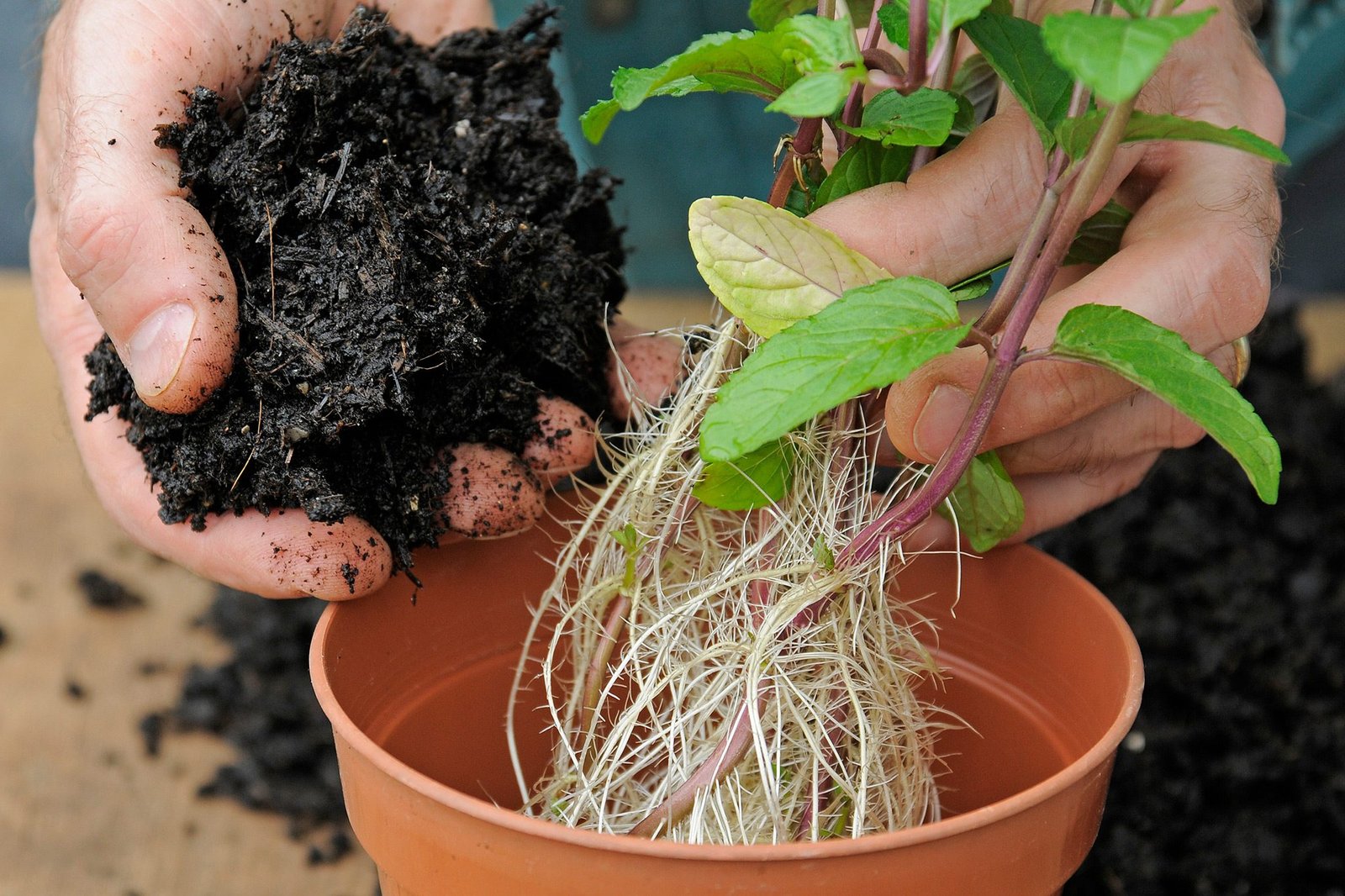 Grow a lush backyard for free. Here’s the top 20 plants you can start from simple cuttings