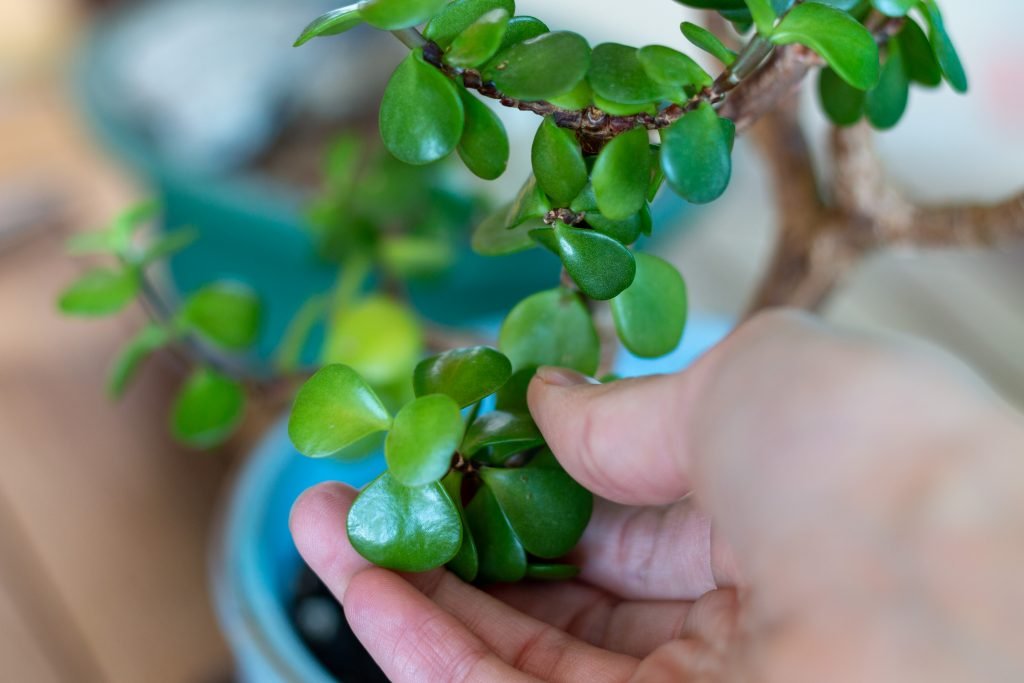 Grow a lush backyard for free. Here’s the top 20 plants you can start from simple cuttings