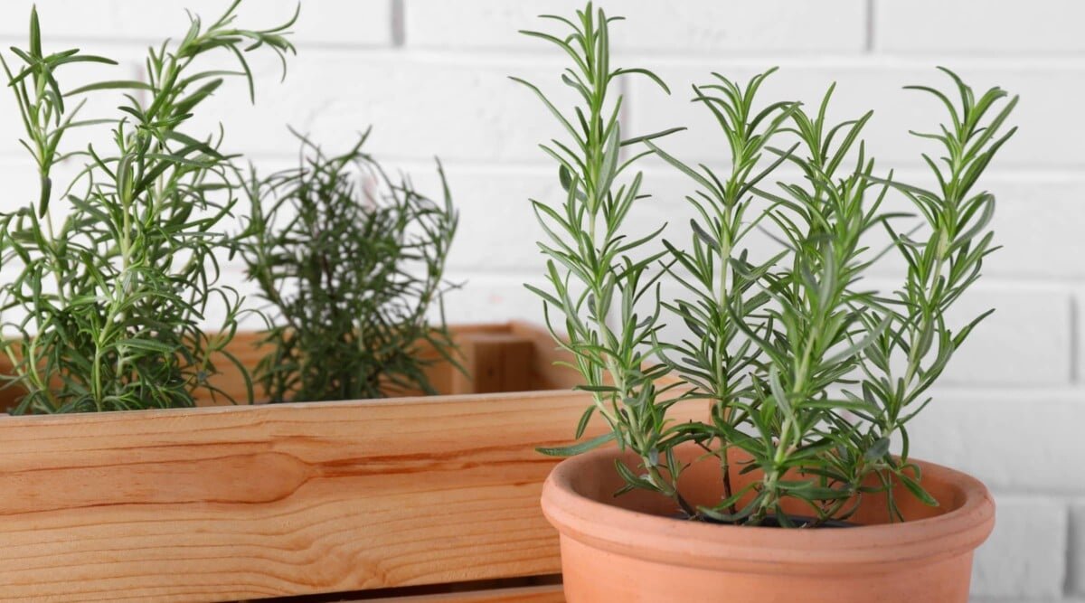 Grow a lush backyard for free. Here’s the top 20 plants you can start from simple cuttings