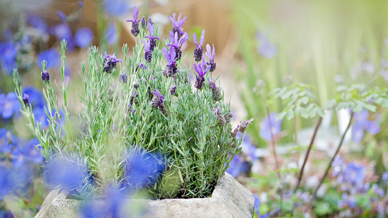 How to Winterize Lavender in 3 Simple Steps | Livingetc