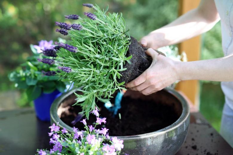 Planting and Caring for Lavender in Pots: A Complete Guide