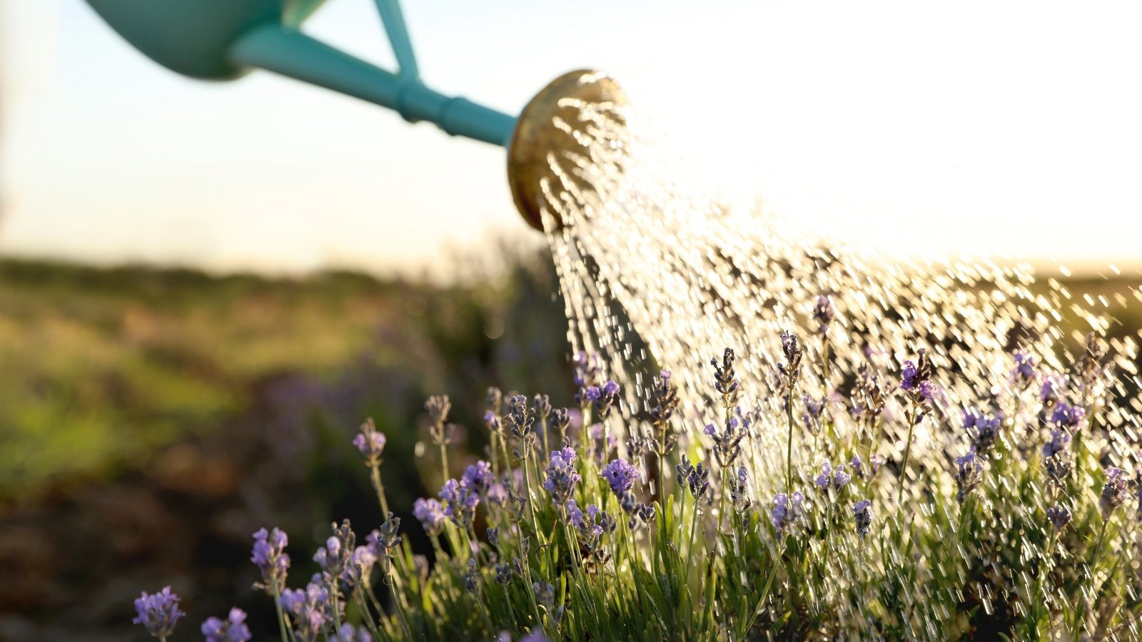 How Much Water Does Lavender Need?