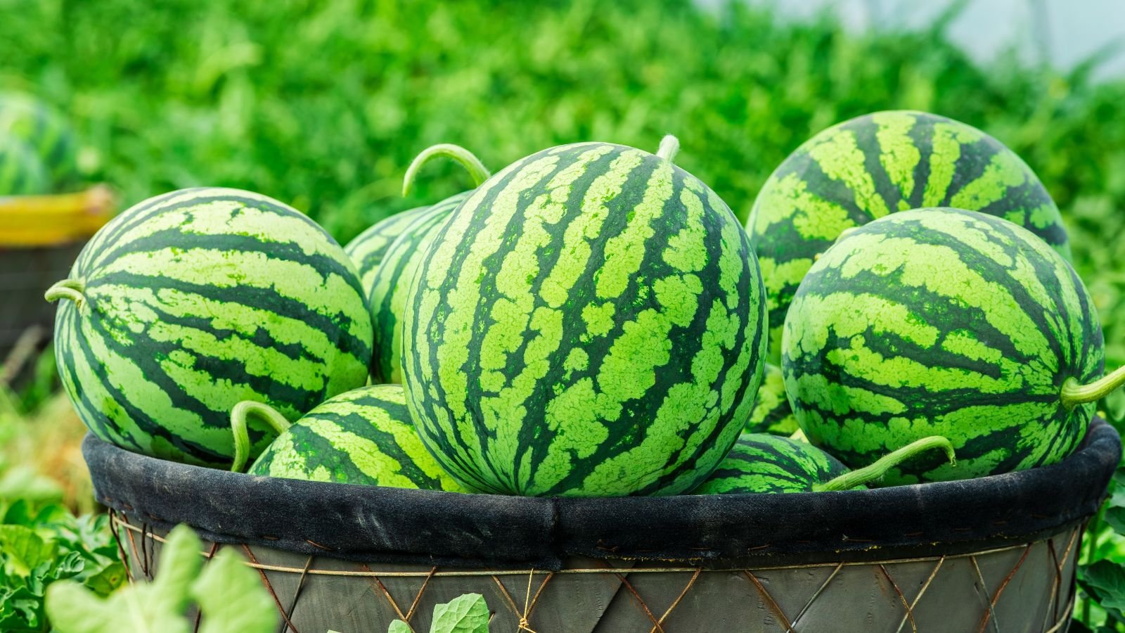 31 Best Watermelon Varieties You Should Grow This Season