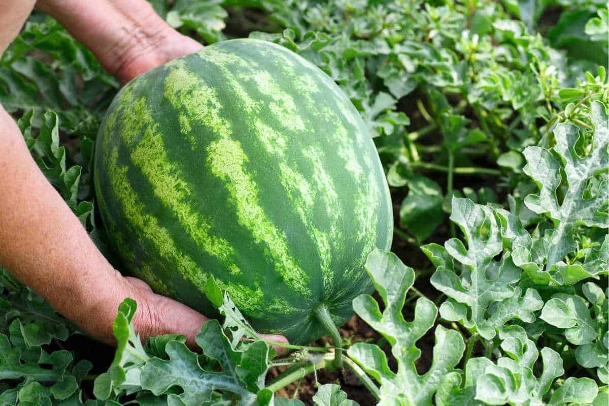 Grow watermelons with ease at home in containers. Here's how.