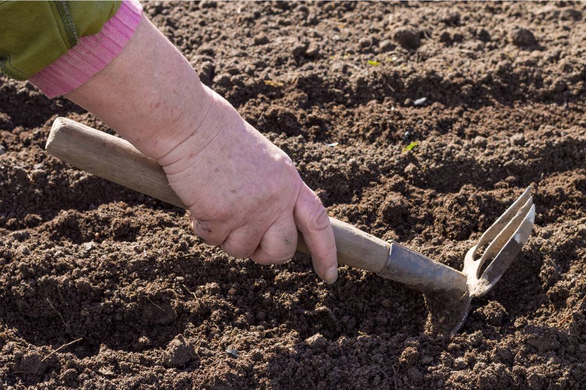 Grow watermelons with ease at home in containers. Here's how.