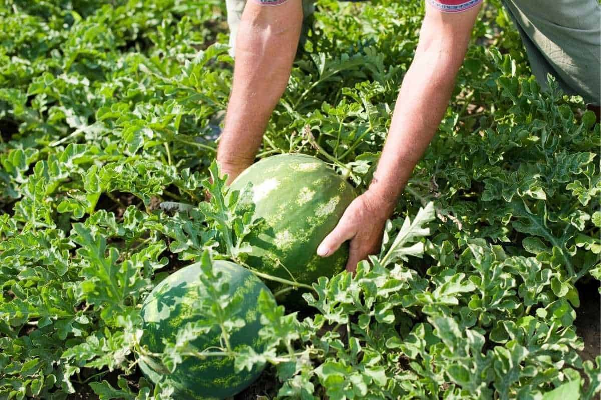 Grow watermelons with ease at home in containers. Here's how.