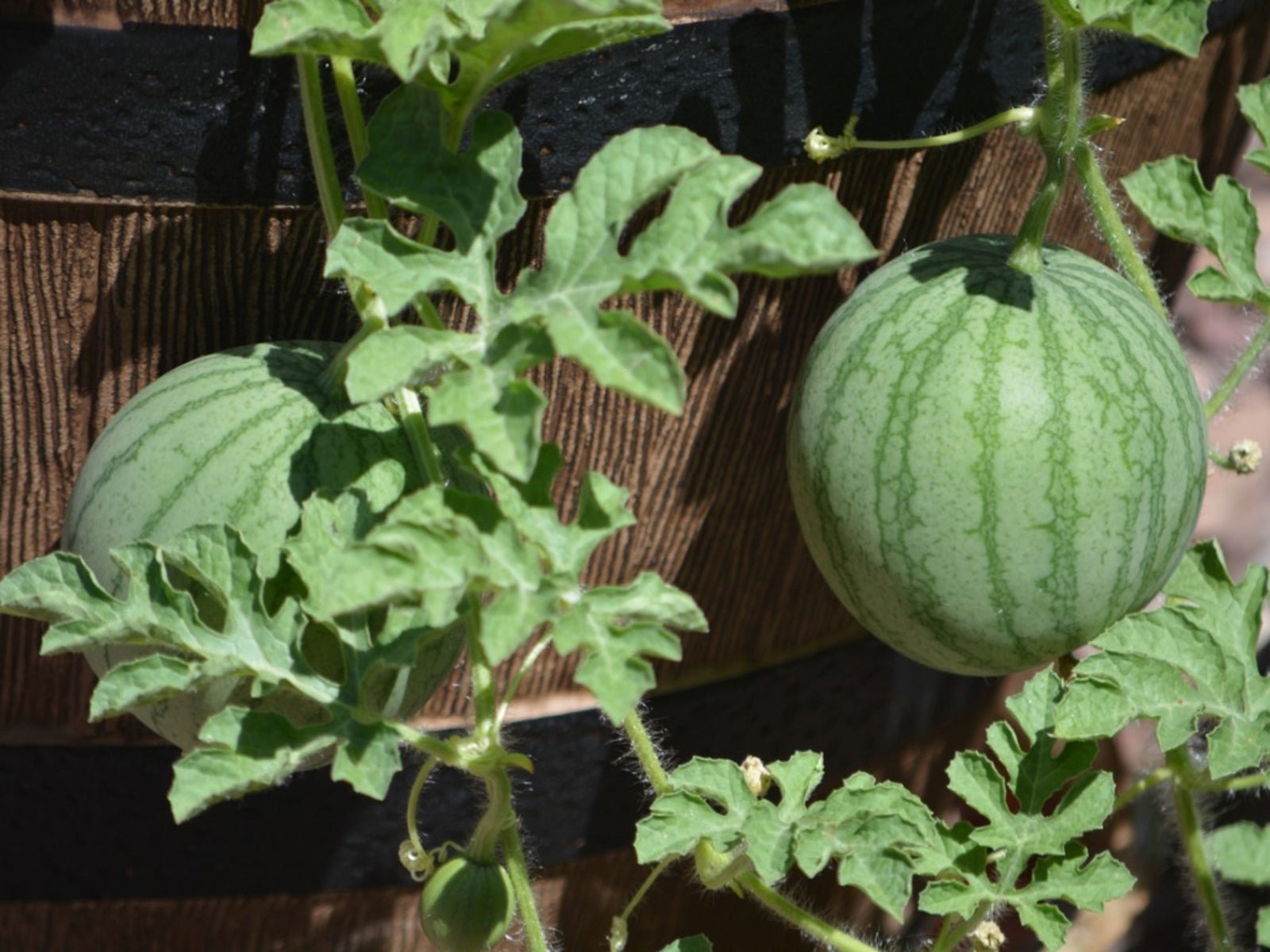 Container Watermelons: How To Grow Watermelon In Containers | Gardening  Know How
