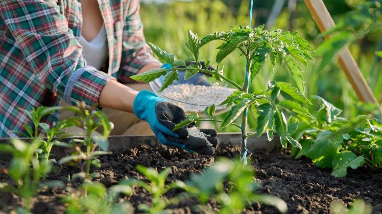 The Best Time To Fertilize Your Garden To Protect Your Plants All Winter