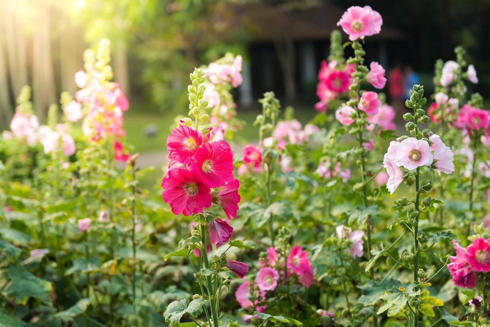 The Story of Hollyhock Flowers: Symbolism and Folklore - Petal Republic