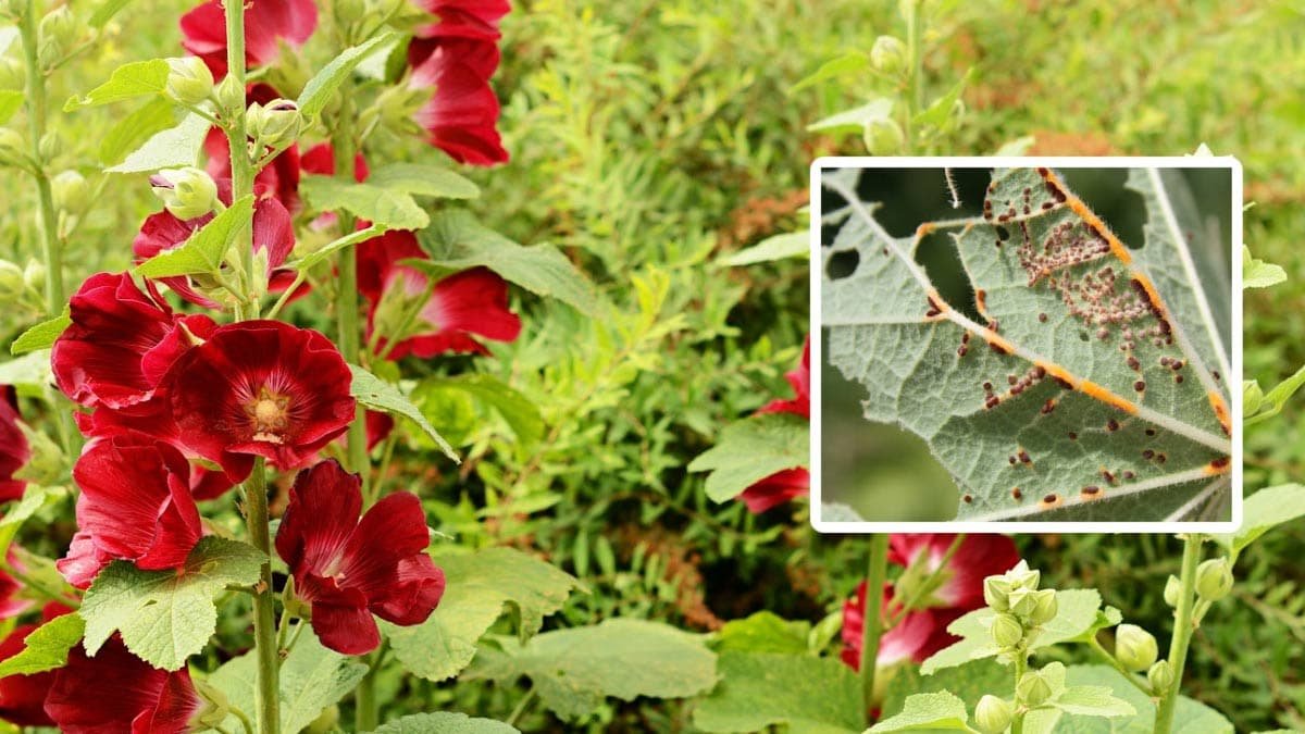 Hollyhock Rust: What it Looks Like  How to Deal With It — Empress of Dirt