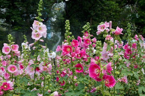 Grow Hollyhocks From Seed – Gardener's Cottage Blakeney