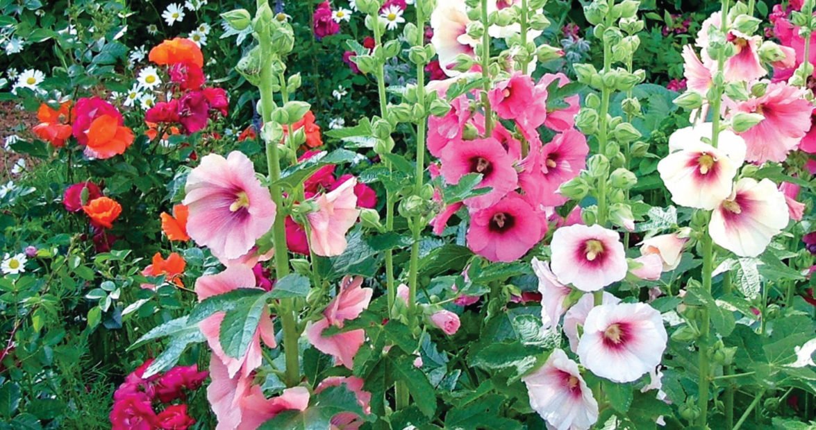 Growing Hollyhocks, An Old-Fashioned Favorite | Our State
