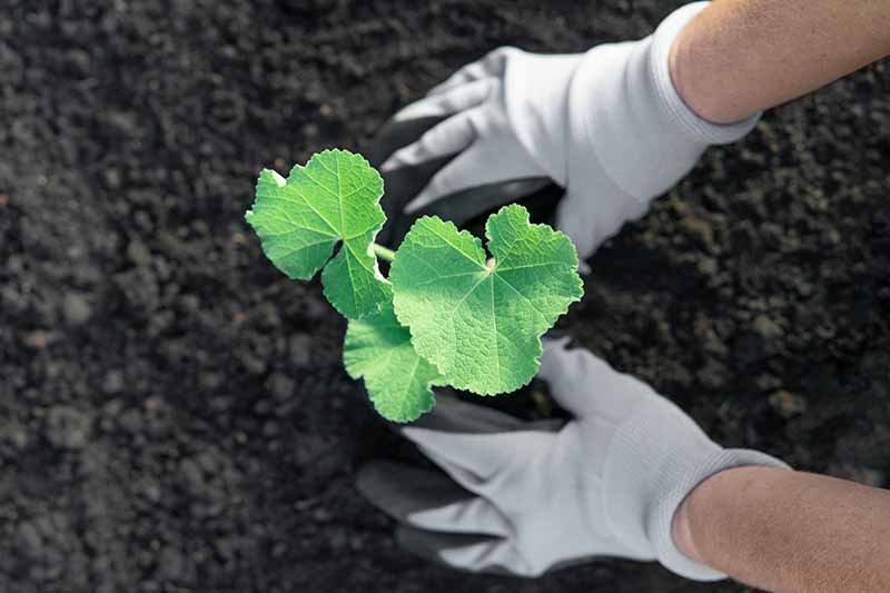 How to Grow and Care for Hollyhock Flowers | Gardener's Path
