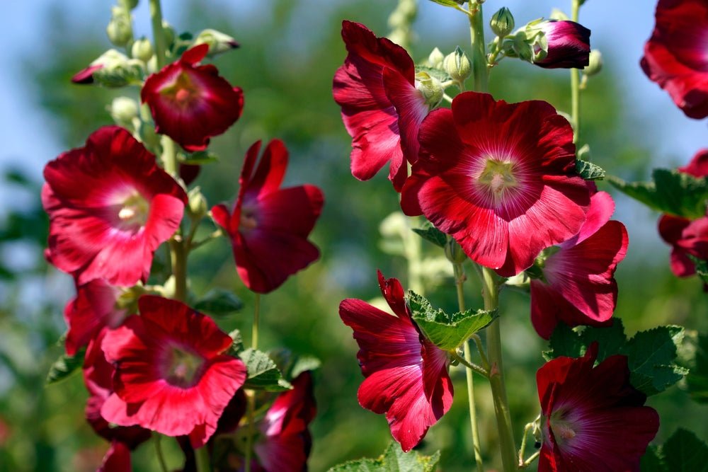 How Well Do You Know The Hollyhock Plant? – Ugaoo