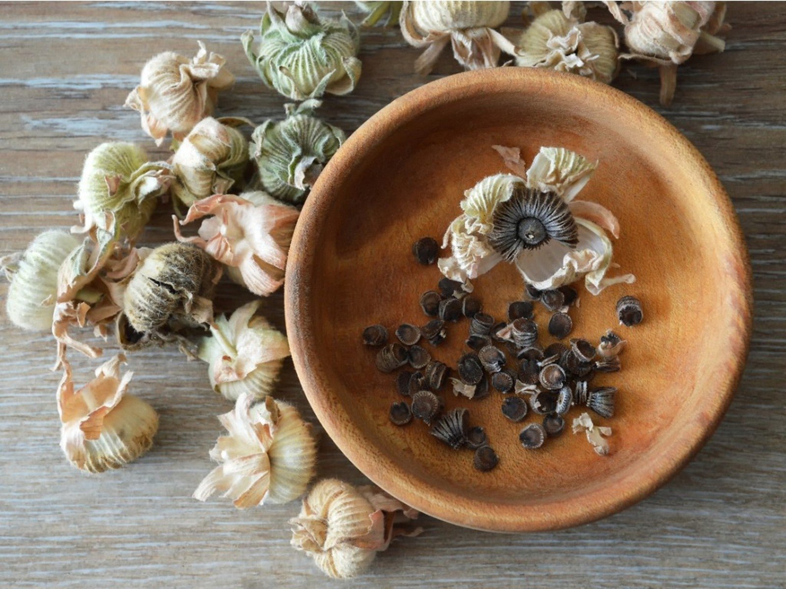 How To Collect Hollyhock Seeds To Plant Later | Gardening Know How