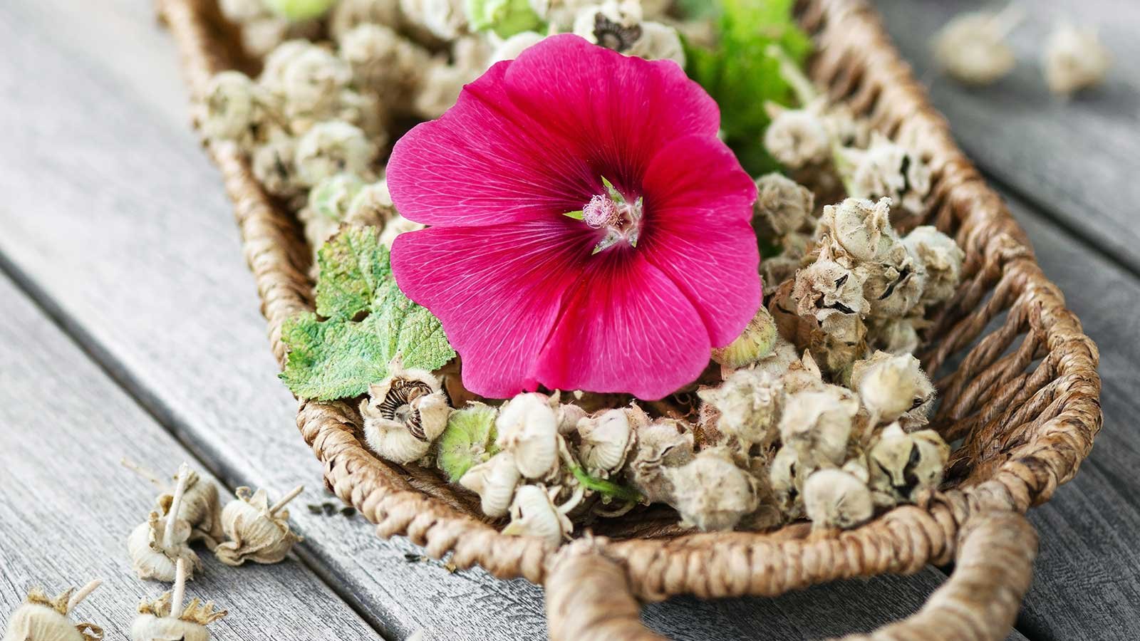 How to harvest hollyhock seeds: to grow new plants for free | Homes and  Gardens