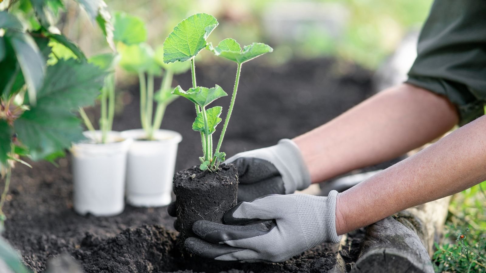 When To Plant Hollyhock Seeds Indoors and Outdoors