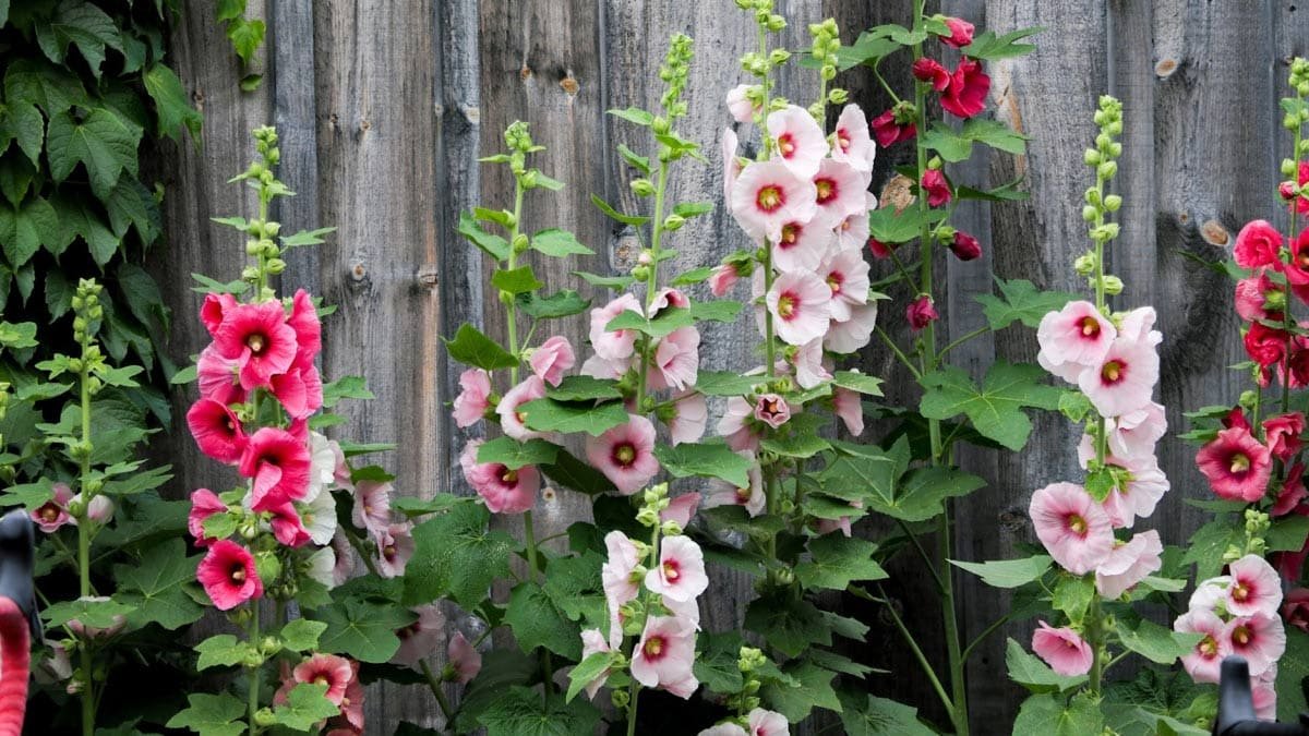 How to Grow Hollyhocks (Alcea)  Rust-Resistant Varieties