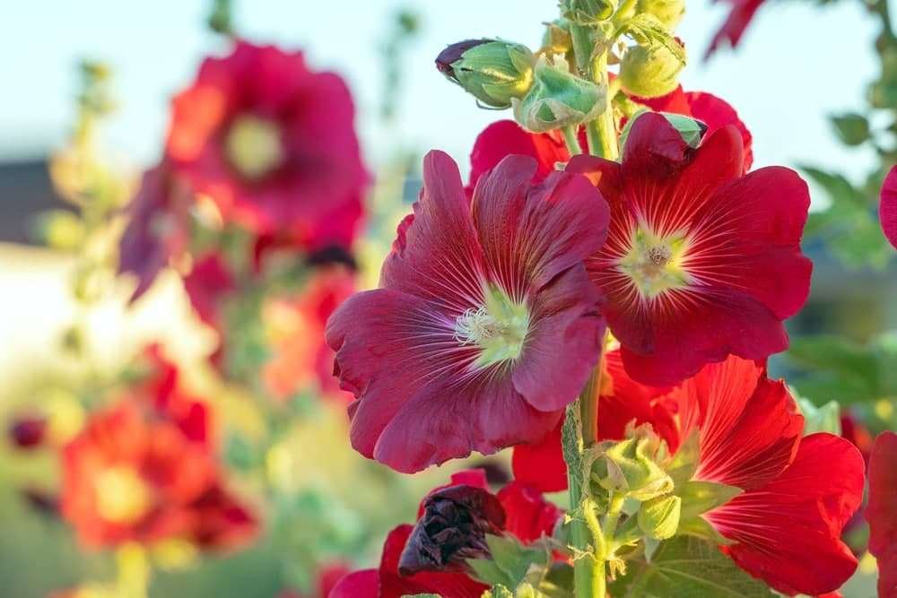 Here’s why hollyhocks belong in your yard  how to eat every part of the plant