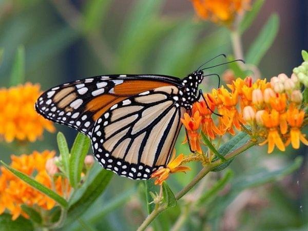 Support monarch butterflies by planting milkweed at home | Environmental  Almanac | Illinois Public Media