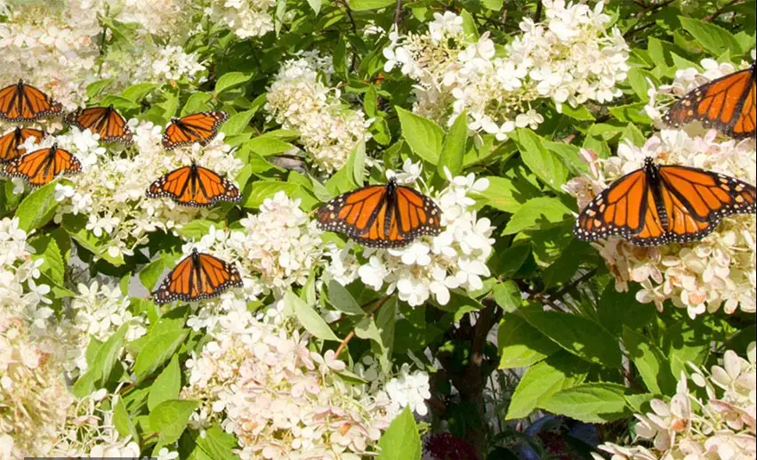 How to Make a Monarch Butterfly Garden - Our Wild Yard